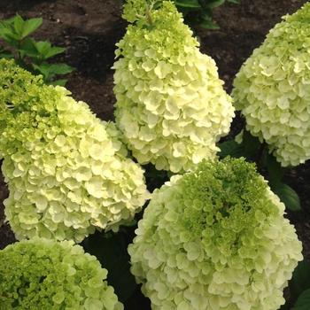 Hydrangea paniculata ''Kolmakilima'' PP29853 - Moonrock™