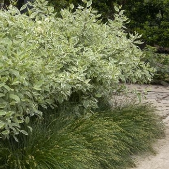 Cornus alba ''Elegantissima'' (Variegated Red Twig Dogwood) - Elegantissima Variegated Red Twig Dogwood