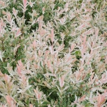 Salix integra ''Flamingo'' (Flamingo Dappled Willow) - Flamingo Flamingo Dappled Willow