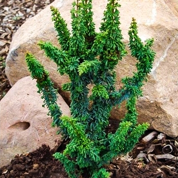 Chamaecyparis obtusa ''Chirimen'' (Hinoki Falsecypress) - Chirimen Hinoki Falsecypress