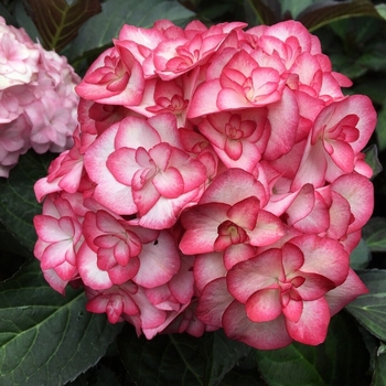 Hydrangea macrophylla ''H20-02'' PP26657 - ''Miss Saori'' 