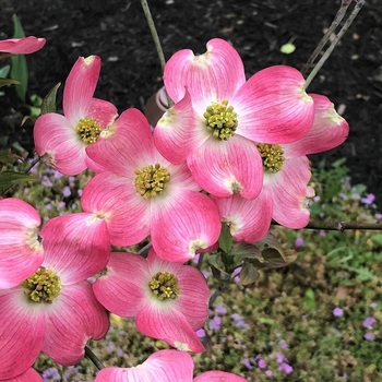 Cornus florida ''Appalachian Mist'' PP13098 (Dogwood) - Appalachian Mist Dogwood