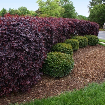 Loropetalum chinense ''Chang Nian Hong'' - Ever Red® Fringe Flower