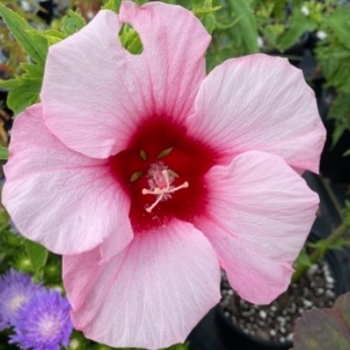Hibiscus ''Lady Baltimore'' (Hibiscus) - Lady Baltimore Hibiscus