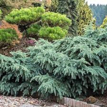 Cedrus deodara ''Prostrate Beauty'' (Cedar) - Prostrate Beauty Cedar