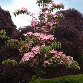 Cornus ''Rutpink'' PP28311 - Scarlet Fire® Dogwood