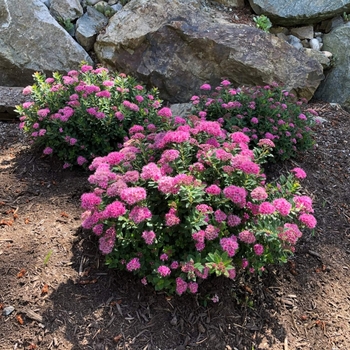 'Pineapple Poprocks®' Spirea