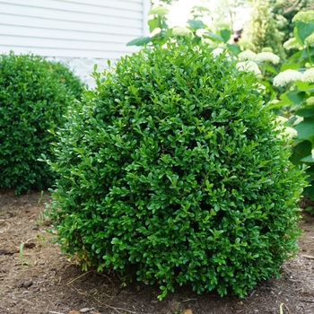 Buxus - 'NewGen Independence®' Boxwood