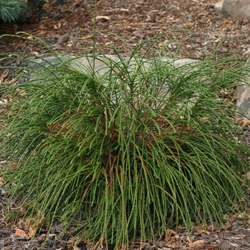 Whipcord Arborvitae