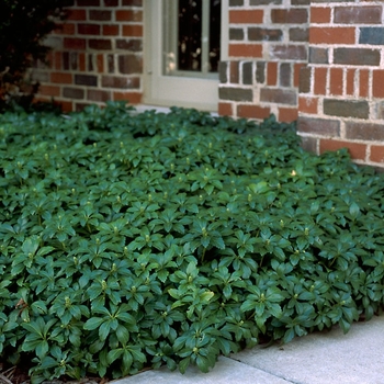 Pachysandra terminalis ''Green Carpet'' (Japanese Spurge) - Green Carpet Japanese Spurge