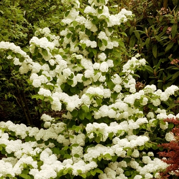 Viburnum plicatum f. plicatum ''Popcorn'' (Doublefile Viburnum) - Popcorn Doublefile Viburnum