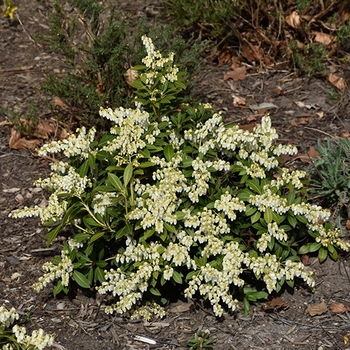 Pieris japonica ''Cavatine'' (Cavatine Pieris) - Cavatine Cavatine Pieris