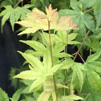 Acer palmatum ''Columnar'' (Japanese Maple) - Columnar Japanese Maple