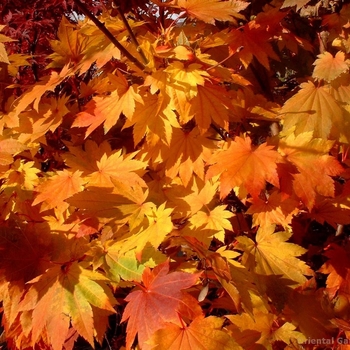 Acer japonicum ''Meigetsu'' (Fullmoon Maple) - Meigetsu Fullmoon Maple