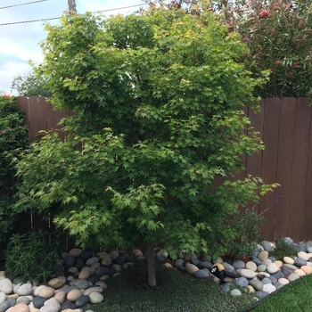 Acer palmatum ''Tobiosho'' (Japanese Maple) - Tobiosho Japanese Maple