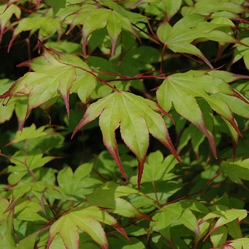 Acer palmatum ''Tsuma-gaki'' (Japanese Maple) - Tsuma-gaki Japanese Maple