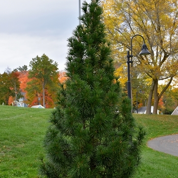 Sciadopitys verticillata ''Wintergreen'' (Japanese Umbrella Pine) - Wintergreen Japanese Umbrella Pine