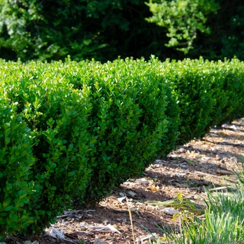 Buxus ''SB300'' (Boxwood) - NewGen Freedom® Boxwood