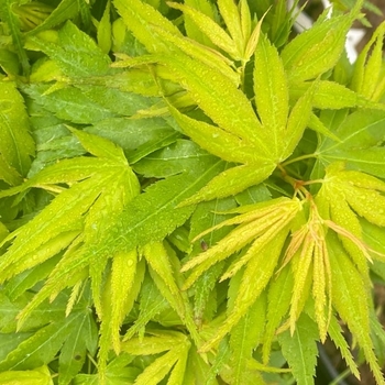 Acer palmatum ''Mikawa Yatsubusa'' (Japanese Maple) - Mikawa Yatsubusa Japanese Maple