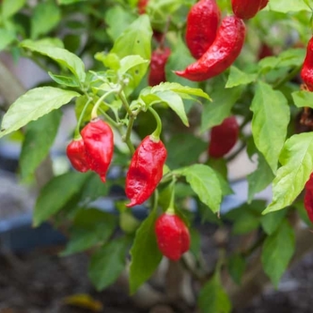 Capsicum annuum - 'Carolina Reaper' Pepper