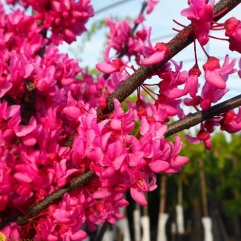 Cercis canadensis ''Appalachian Red'' (Redbud) - Appalachian Red Redbud