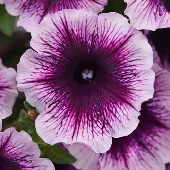 Petunia - Headliner™ Blackberry Vein