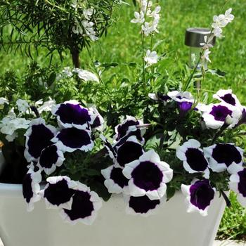 Petunia - Headliner™ Violet Picotee