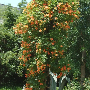 Campsis radicans f. flava - Trumpet Vine