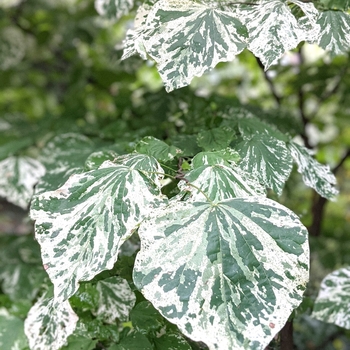 Cercis canadensis ''Alley Cat'' (Redbud) - Alley Cat Redbud