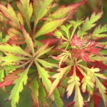 Acer palmatum ''Shigure Bato'' (Japanese Maple) - Shigure Bato Japanese Maple