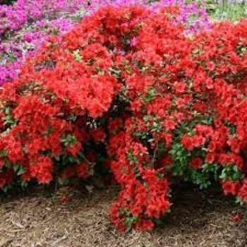 Rhododendron - 'Girard's Hot Shot' Azalea