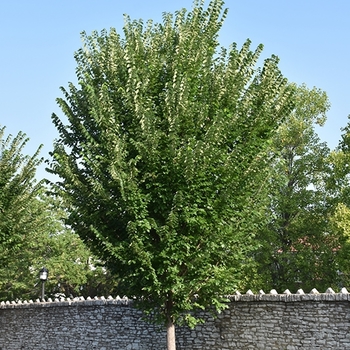 Ulmus americana ''Princeton'' (American Elm) - Princeton American Elm