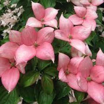 Cornus kousa ''Rosy Teacups®'' PP26211 (Dogwood) - Rosy Teacups® Dogwood