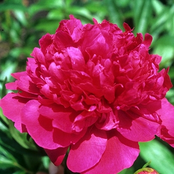 Paeonia - ''Red Charm'' Peony
