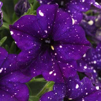 Petunia - Headliner™ Violet Sky