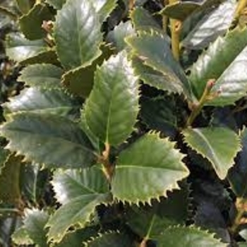 Ilex ''Conty'' PP12009 (Holly) - Liberty™ Holly