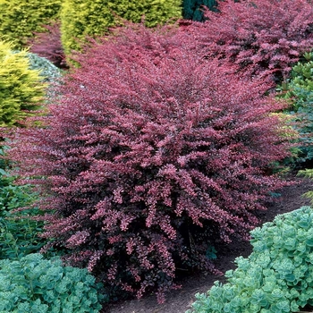 Berberis thunbergii ''Rose Glow'' (Japanese Barberry) - Rose Glow Japanese Barberry