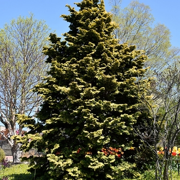 Chamaecyparis obtusa ''Confucius'' (Hinoki Cypress) - Confucius Hinoki Cypress