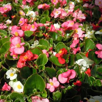 Begonia semperflorens ''Green Leaf Mix'' (Wax Begonia) - Green Leaf Mix Wax Begonia