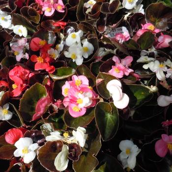 Begonia semperflorens - Red Leaf Mix Wax Begonia