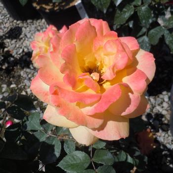 Rosa - Hybrid Tea Rose