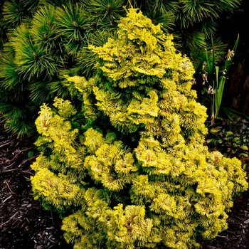 Chamaecyparis obtusa ''Graciosa'' (Graciosa Hinoki Cypress) - Graciosa Graciosa Hinoki Cypress
