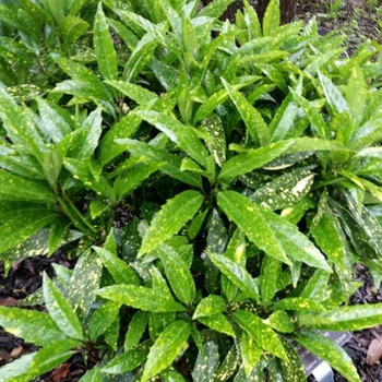 Aucuba japonica ''Hosoba Hoshifu'' (Laurel) - Hosoba Hoshifu Laurel