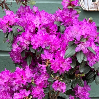 Rhododendron - 'PJM Elite Star'