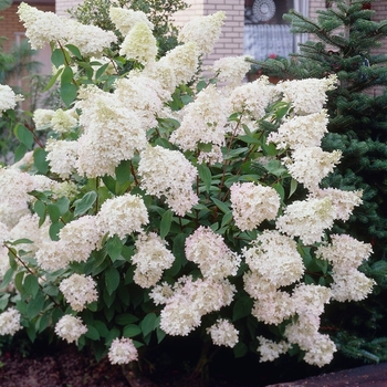Phantom Hydrangea