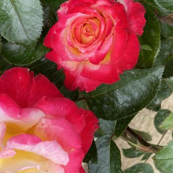 Rosa - 'Dick Clark' Rose