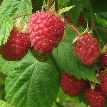 Meeker Red Raspberry