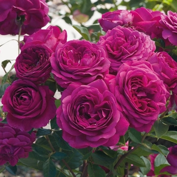 Rosa - 'Celestial Night' Climbing Rose