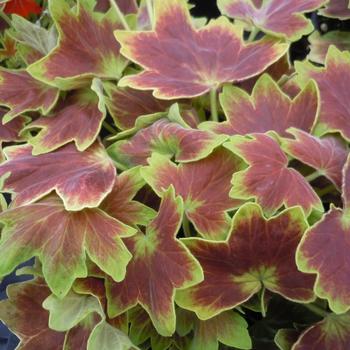 Pelargonium x hortorum ''Vancouver Centennial'' (Zonal Geranium) - Vancouver Centennial Zonal Geranium