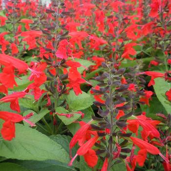 Salvia coccinea ''Hummingbird Forest Fire'' (Texas Sage) - Hummingbird Forest Fire Texas Sage